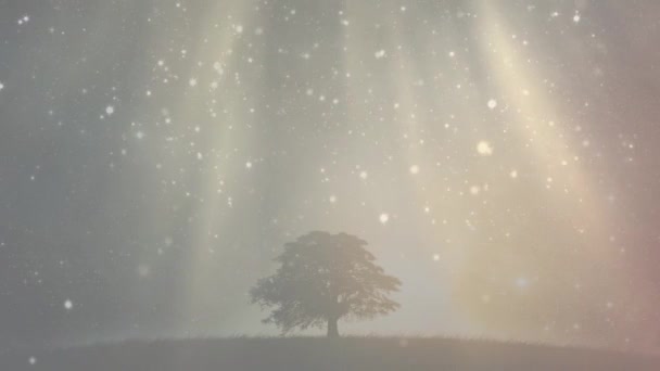 Δέντρο Και Γρασίδι Στο Φως Και Αστέρια — Αρχείο Βίντεο