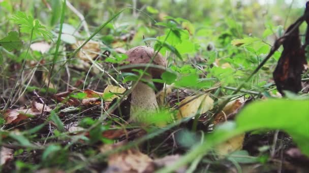 草の中の大きなキノコ ナイフキノコのボレトスで森のカット — ストック動画