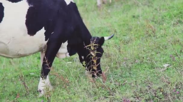 Vaca Pastando Prado Verde Ganado Cuernos Grandes Come Hierba — Vídeo de stock