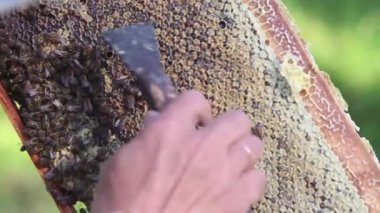 Bir arıcı apiary'de arılar ve kovanları ile çalışır. Apiary'de koruyucu giysili bir adam. Çalışan kovandan çerçeveyi çeker. Bir adam bal ile petek çeker. Yaz hasadı