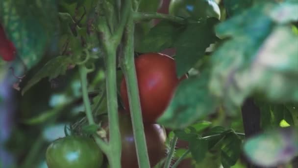 Садовник Собирает Урожай Крупным Планом Рука Выбирает Красный Помидор Овощи — стоковое видео