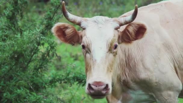 Mucca Pascolo Prato Verde Grande Bestiame Cornuto Mangia Erba — Video Stock