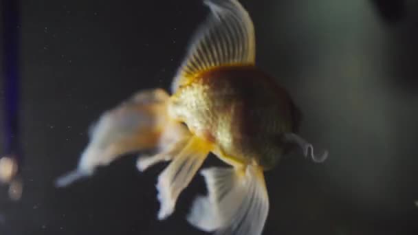 Золотые Обручальные Кольца Голубой Ленте Аквариуме Золотые Рыбки Крупным Плаванием — стоковое видео