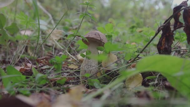 Jamur Besar Rumput Pemotong Hutan Dengan Pisau Jamur Boletus — Stok Video