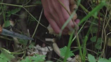 çimenlerde mantar. Forester bir bıçak bal agaric ile keser