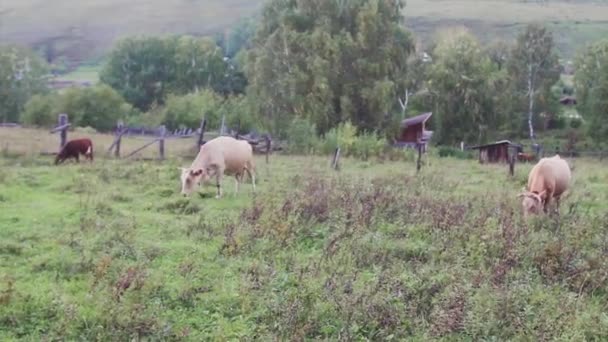 Concepto Cultura Agrícola Pastoreo Vacas Prado Verde Ganado Cuernos Grandes — Vídeo de stock