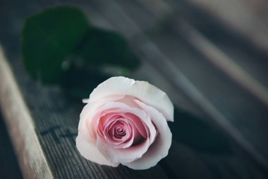 gül çiçekleri yakın çekim. Çiçekli mevsim kavramı