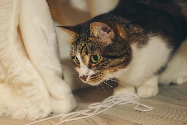 El gato miente y mira a su alrededor. Primer plano del hocico —  Fotos de Stock