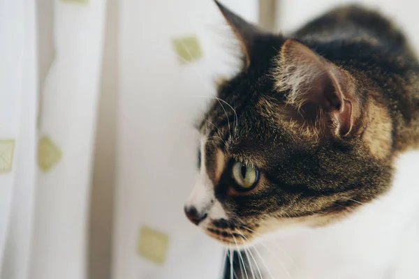 The cat lies and looks around. Muzzle close-up — Stock Photo, Image