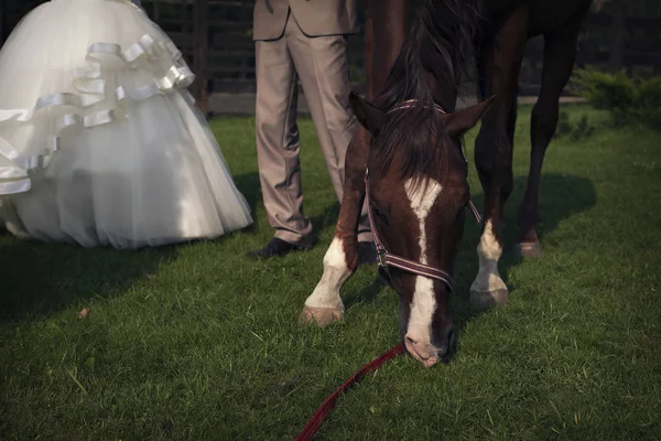 Невеста и жених гладят коричневую лошадь — стоковое фото