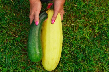 Hasat: kabak yakın plan. sebze ürünleri ihraç için hazır. Mevsimlik mal ithalatı.