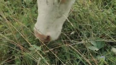 Yeşil bir çayırda otlayan inek. Büyük boynuzlu hayvanlar otları yiyor. Hayvanlar yaklaşıyor. Et ürünleri kavramı, tarım, doğada yaşam, hayvanların korunması için organizasyon.