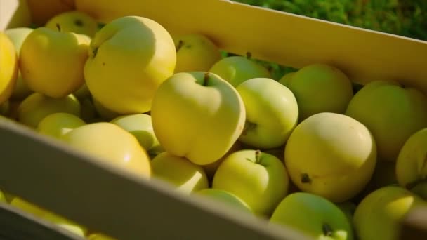 白いリンゴを木箱に入れます 輸出の準備ができています 季節産品の輸入 — ストック動画