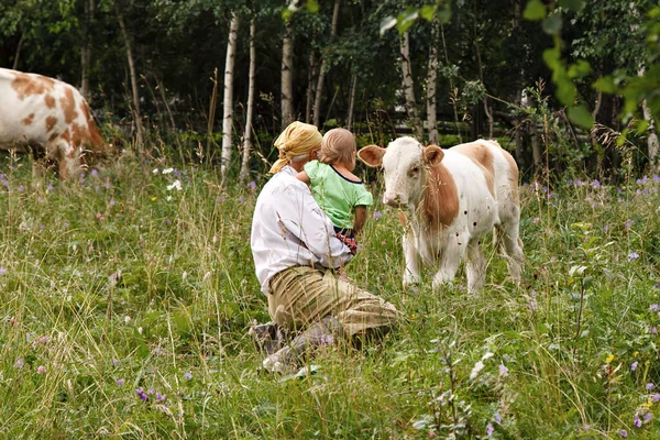 Een Koe Weidt Een Groene Weide Vee Eet Gras Een — Stockfoto