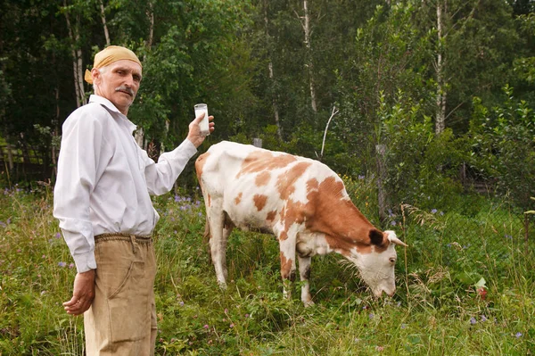 Hombre Roza Una Vaca Prado Verde Ganado Come Hierba Granjero — Foto de Stock