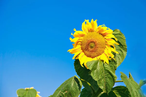 autumn harvest: bright sunfloweautumn harvest: bright sunflower against the blue sky. The summer flower bloomed. Seeds for oil productionr against the blue sky. Summer flower bloomed