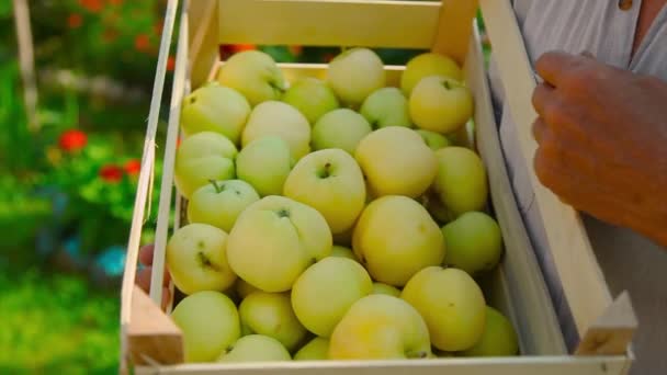 Oogst Witte Appels Een Houten Doos Producten Die Klaar Zijn — Stockvideo