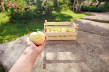Hasat: Tahta bir kutu içinde beyaz elma ve el. Ürünler ihracata hazır. Mevsimlik mal ithalatı.