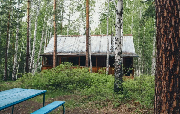 在桦树林中的夏木房子里 在森林里露营 旅客娱乐场所的旅游基地 环境友好型建筑 — 图库照片