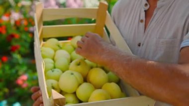 Tahta bir kutuda beyaz elmalar. Ürünler ihracata hazır. Mevsimlik mal ithalatı.