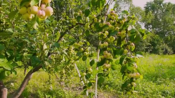 Récolte Pommes Vertes Sur Arbre Dans Jardin Les Produits Sont — Video