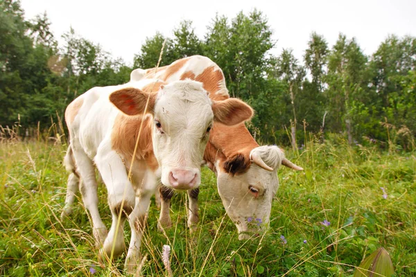 Vaca Pastando Prado Verde Ganado Cuernos Grandes Come Hierba Los — Foto de Stock