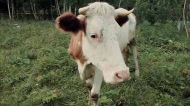 Yeşil bir çayırda otlayan inek. Büyük boynuzlu hayvanlar otları yiyor. Hayvanlar yaklaşıyor. Et ürünleri kavramı, tarım, doğada yaşam, hayvanların korunması için organizasyon.