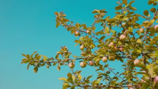 Ernte Grüne Äpfel Einem Baum Garten Die Produkte Sind Für — Stockvideo