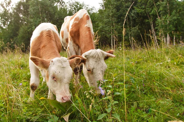 Vache Broutant Sur Une Prairie Verte Gros Bétail Cornes Mange — Photo