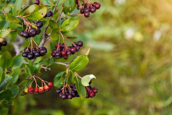 庭の木の上に黒果実のローワンベリー 製品は輸出の準備ができています 季節産品の輸入 — ストック写真