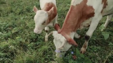 Yeşil bir çayırda otlayan inek. Büyük boynuzlu hayvanlar otları yiyor. Hayvanlar yaklaşıyor. Et ürünleri kavramı, tarım, doğada yaşam, hayvanların korunması için organizasyon.