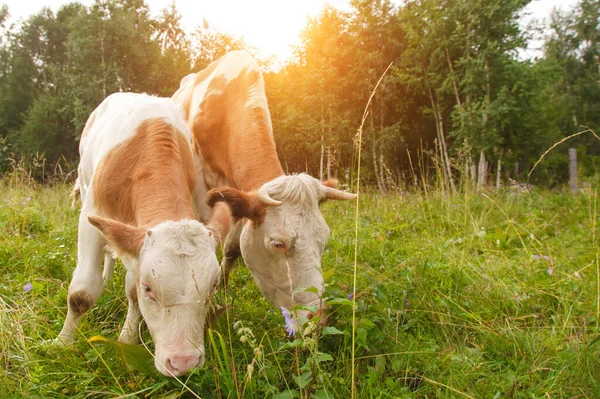 Koeien Grazen Een Groene Weide Groot Gehoornde Vee Eet Het — Stockfoto