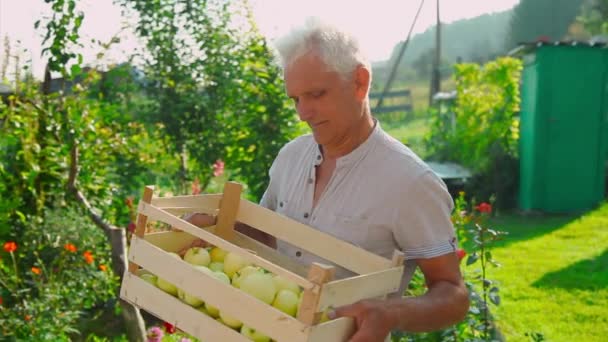 Cosecha Manzanas Blancas Una Caja Madera Productos Listos Para Exportación — Vídeos de Stock