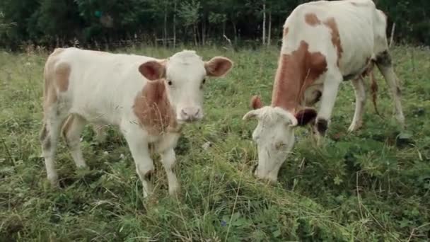 奶牛在绿色的草地上吃草 大角牛吃草 动物靠得很近肉类产品 自然生活 动物保护组织的概念 — 图库视频影像