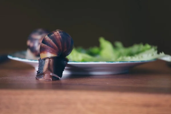 Caracóis Grandes Close Animais Uma Chapa Com Salada Pepino Conceito — Fotografia de Stock