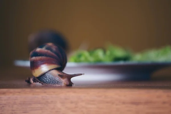 2 large snails close-up. Animals on a plate with salad and cucumber. Concept of French cuisine, delicacy, food, pet maintenance. the class of gastropods, mollusks