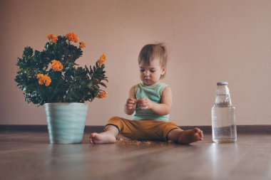 Küçük bir çocuk, tencerede büyük bir çiçeğin yanında, yerde oturuyor ve su ile eriyor. Kız bir bitkiyi koparıyor.