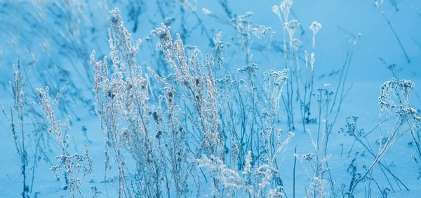 frozen grass close-up. the frost on the plants. winter landscape: the snow on the nature. Fog background, Wild flowers and dry grass covered with snow