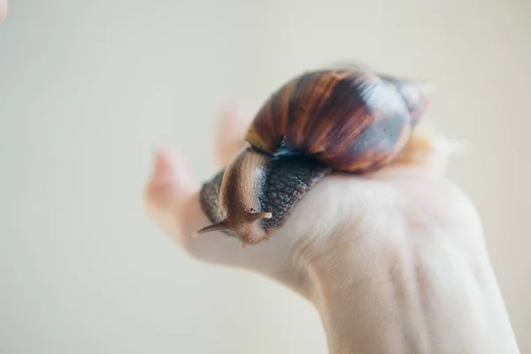 Model Holds Snail Hand Ads Cosmetics Gravity Creams Lip Treatments — Stock Photo, Image