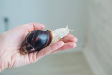 Manken salyangozu elinde tutuyor. Kozmetik, anti-yerçekimi kremleri, dudak tedavisi, yüz bakımı, botaks, gençleştirme, sağlıklı beslenme, kırışıklıklar ve kırışıklıklar için reklamlar. Fransız mutfağı kavramı