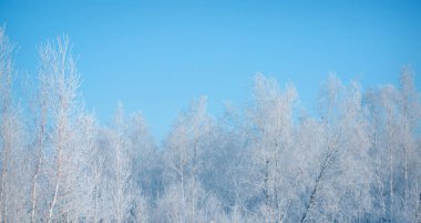 Donmuş çimenler. Yakın plan. Bitkilerin üzerindeki don. Kış manzarası: doğadaki kar. Sis arka planı, yabani çiçekler ve karla kaplı kuru otlar.