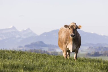 Swiss brown cattle stands on a spring morning on a meadow in the foothills of Switzerland