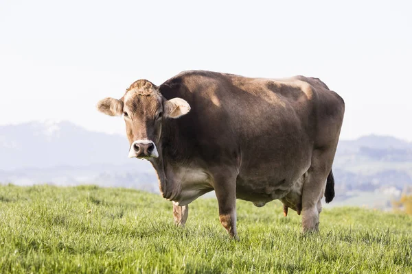 スイス連邦共和国の麓の草原で春の朝に立っている大きなの美しい古い牛の品種のスイスのブラウン牛 — ストック写真