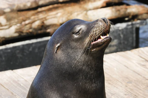 Sea Lion Sticks Its Head Air Enjoys Sunbeams Sea Lions — Stock Photo, Image