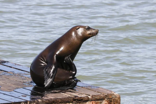 Sea Lion Scratching Its Belly Sea Lions San Francisco Pier — Stock Photo, Image