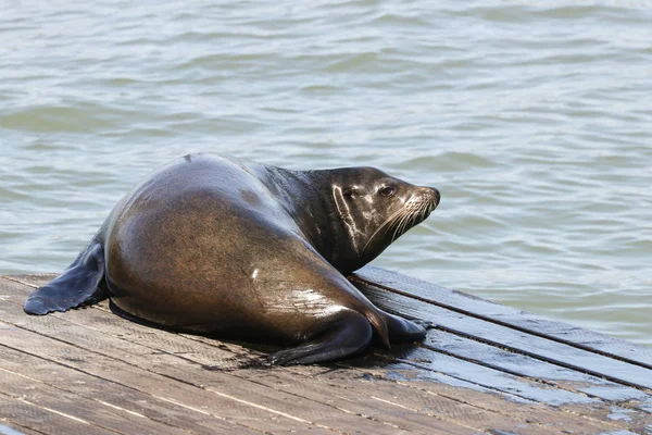 A sea lion lolls in the sun. Sea Lions at San Francisco Pier 39 Fisherman\'s Wharf has become a major tourist attraction.