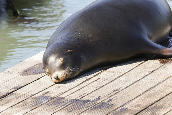 Hotel Sea Lion Leží Líně Pontonu Těší Sluneční Paprsky Lachtani — Stock fotografie