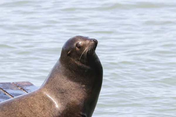 León Marino Levanta Cabeza Disfruta Los Rayos Sol Sea Lions — Foto de Stock