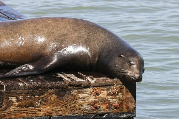 Ett Sjölejon Ligger Lättjefullt Flotte Och Badar Solen Sjölejon San — Stockfoto