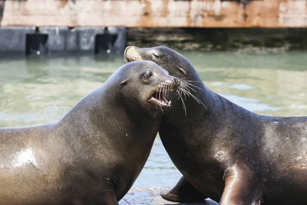 Dos Sea Lions Pelean Una Balsa Por Ranking Sea Lions — Foto de Stock